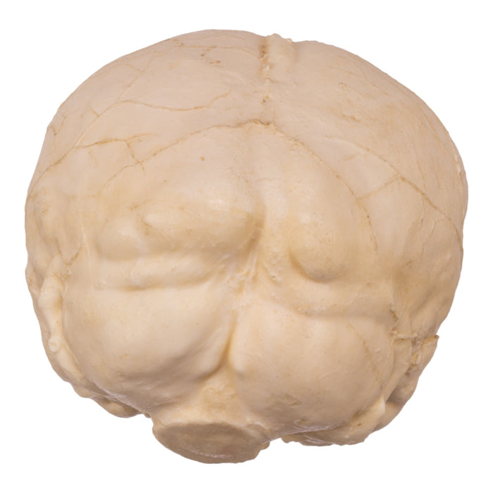 Replica Human Skull Endocast