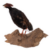 Real Taxidermy Crested Partridge