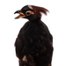 Real Taxidermy Crested Partridge