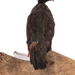 Real Taxidermy Crested Partridge