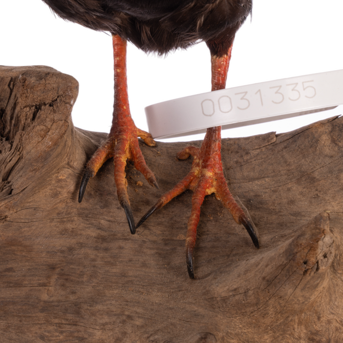 Real Taxidermy Crested Partridge