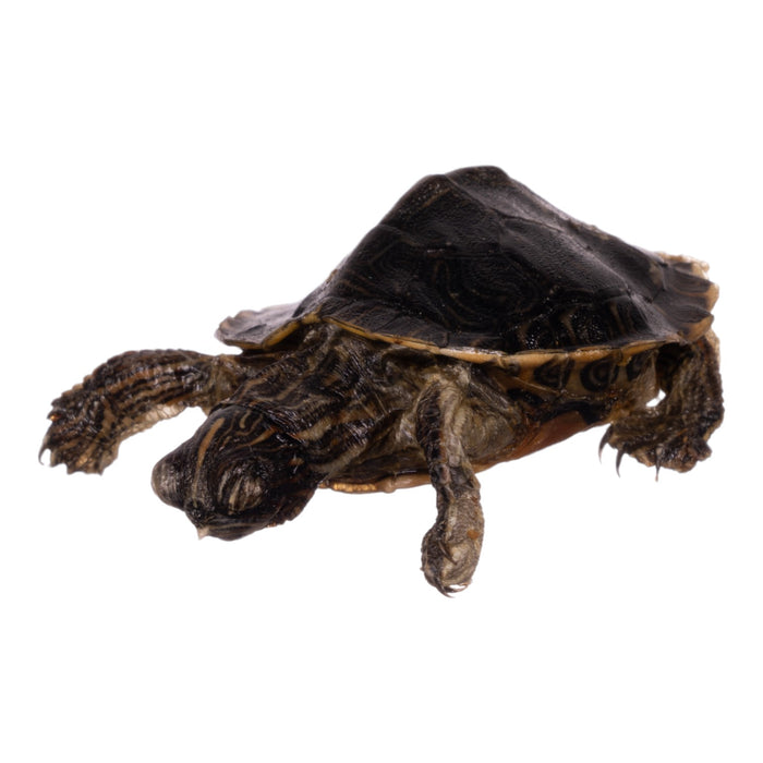 Real Freeze-dried Turtle