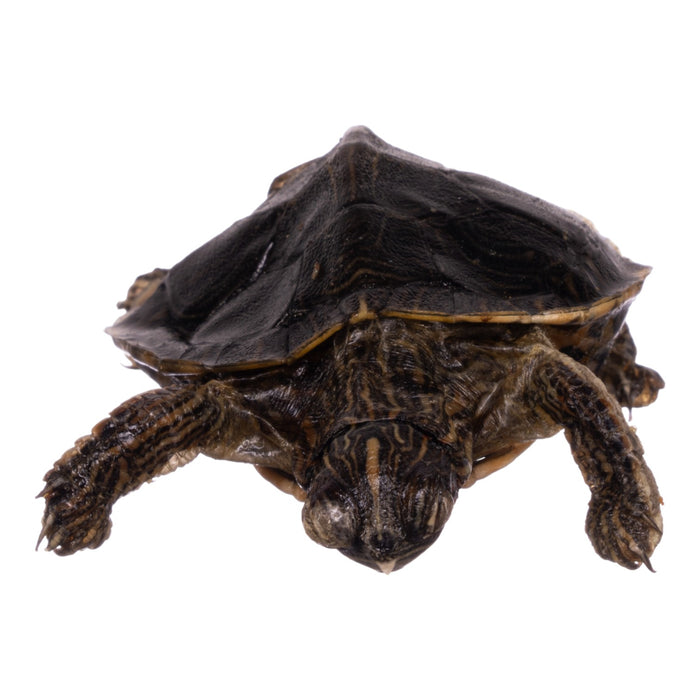 Real Freeze-dried Turtle