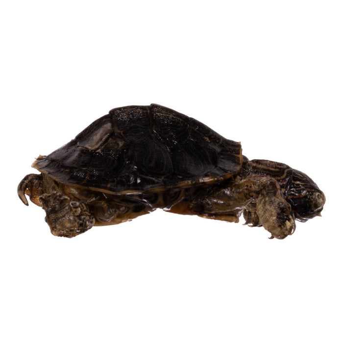 Real Freeze-dried Turtle