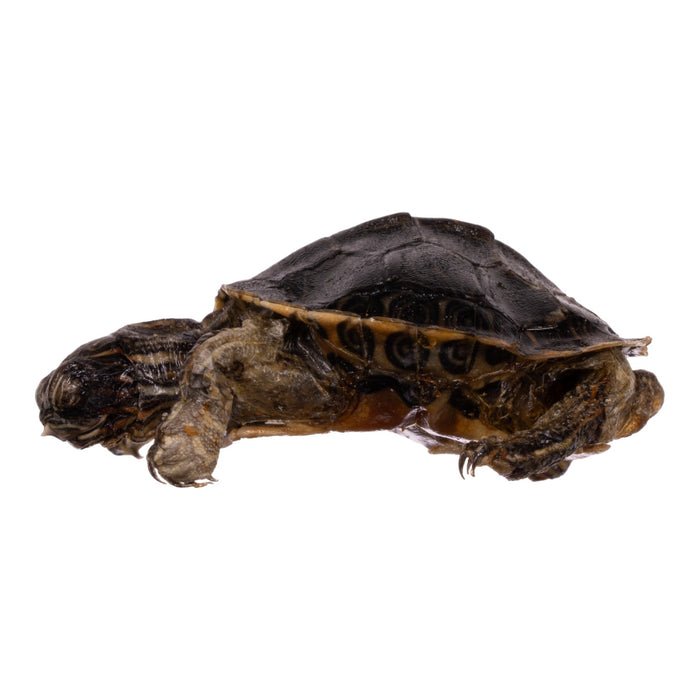 Real Freeze-dried Turtle