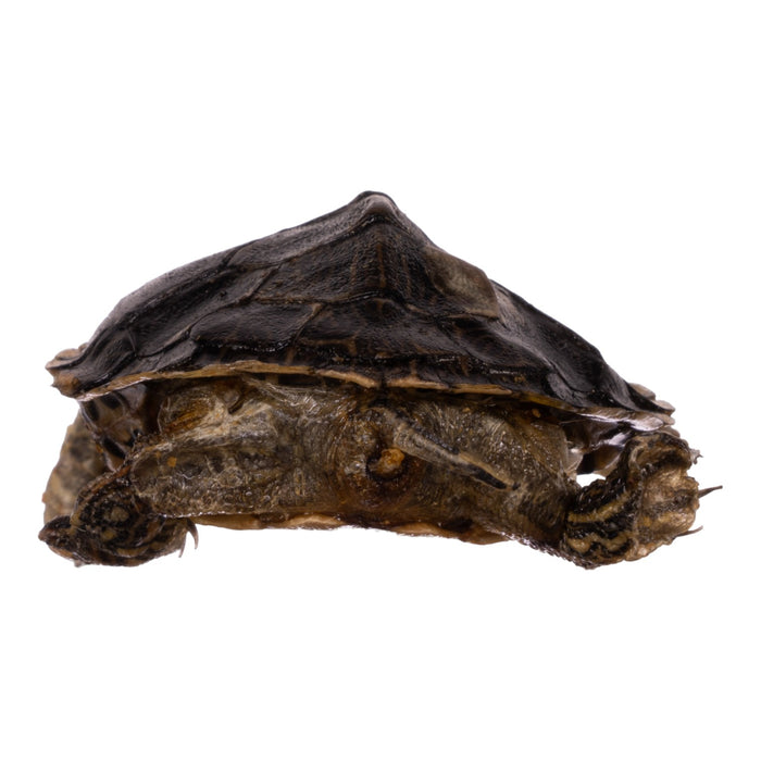 Real Freeze-dried Turtle