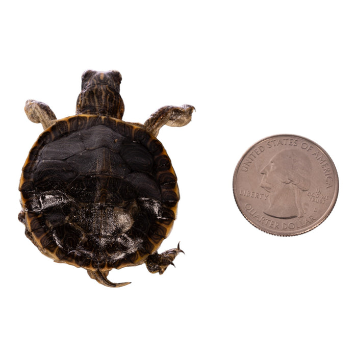 Real Freeze-dried Turtle