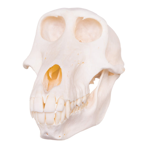 Real Chacma Baboon Skull - Female