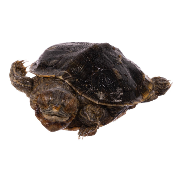 Real Freeze-dried Turtle