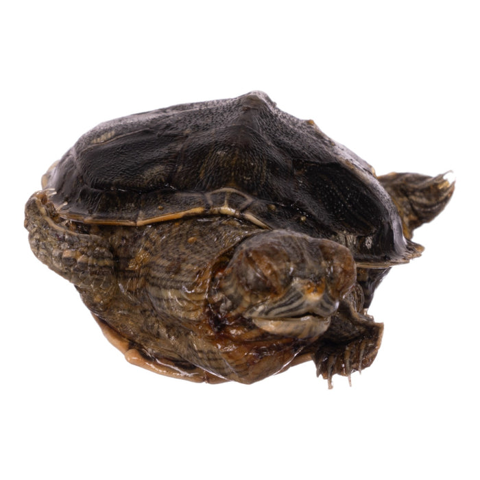 Real Freeze-dried Turtle