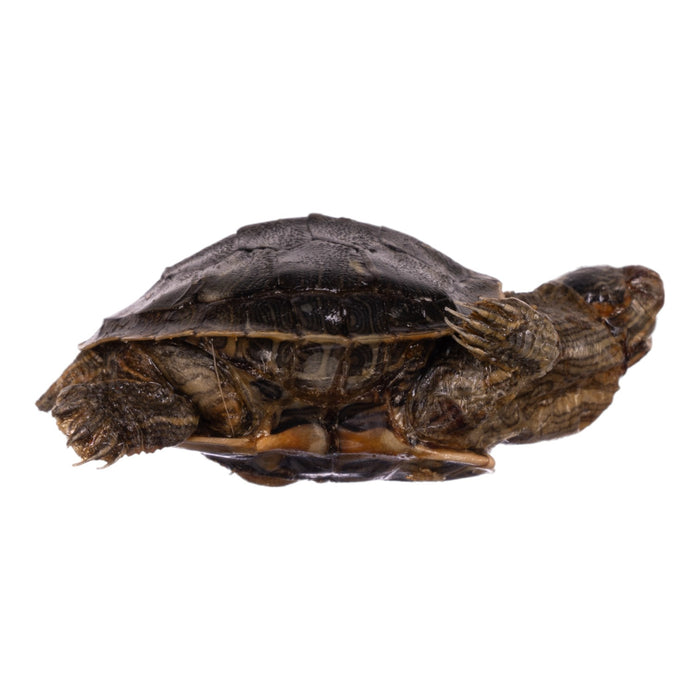 Real Freeze-dried Turtle