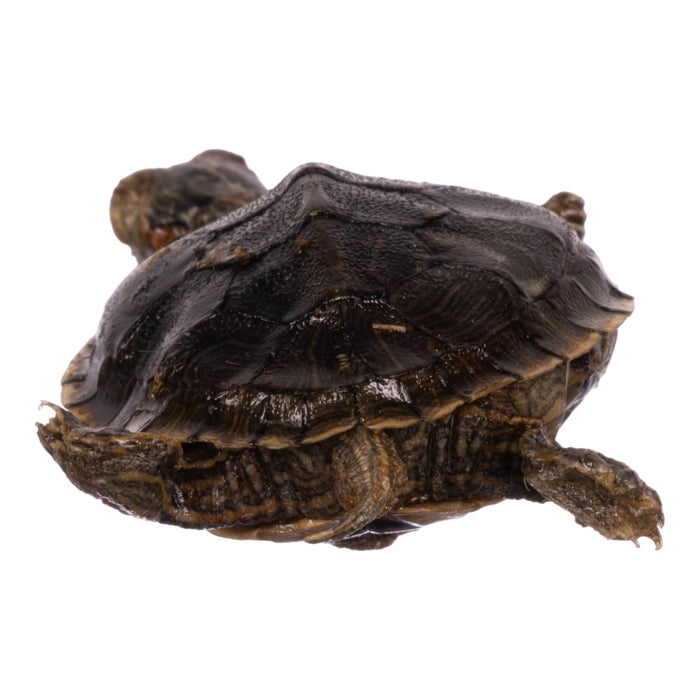 Real Freeze-dried Turtle