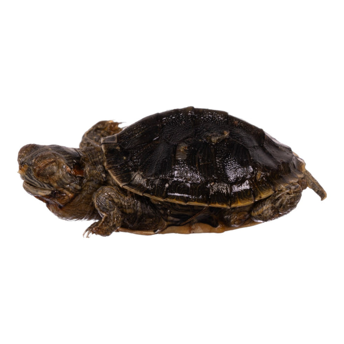 Real Freeze-dried Turtle