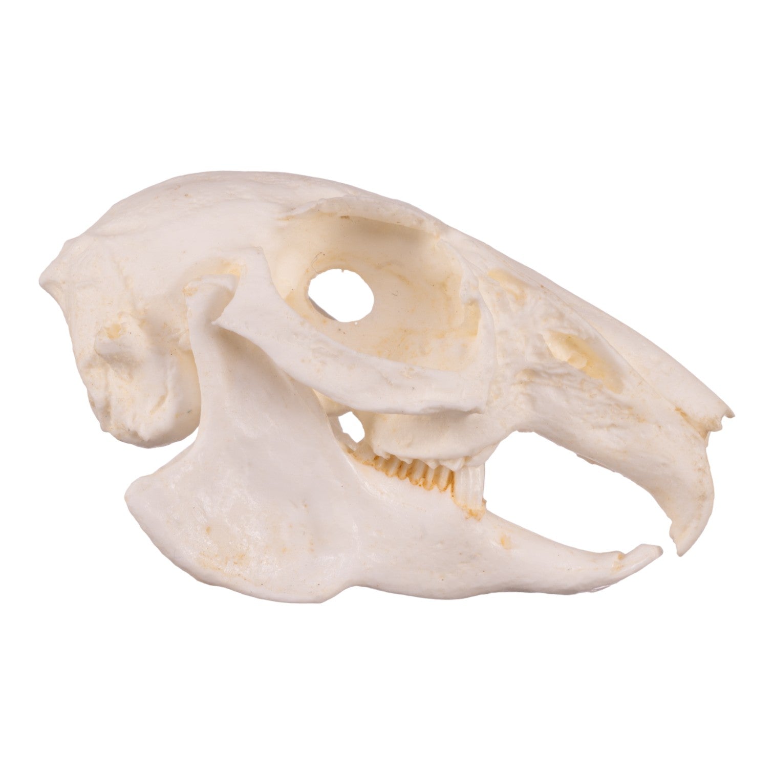 Replica Cottontail Rabbit Skull For Sale — Skulls Unlimited ...