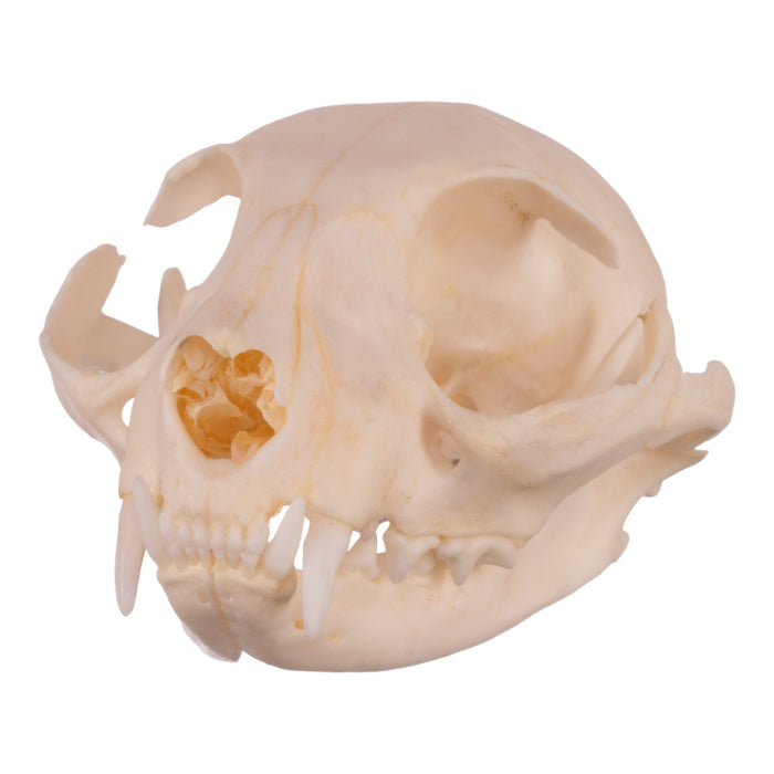 Real Domestic Cat Skull