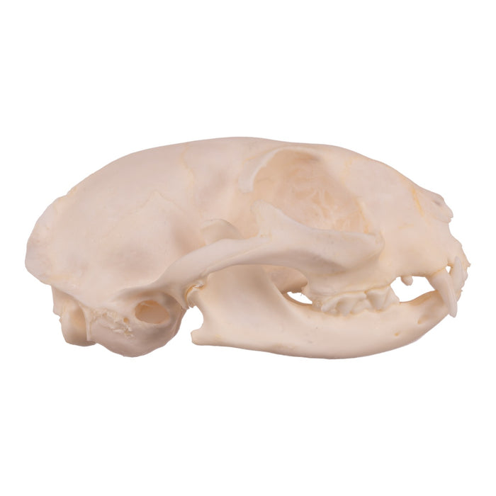 Real Domestic Cat Skull