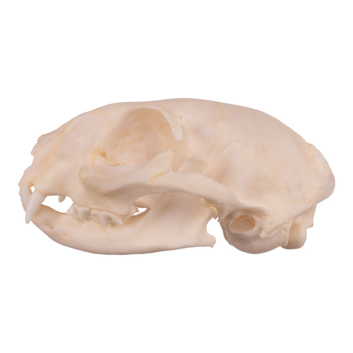 Real Domestic Cat Skull