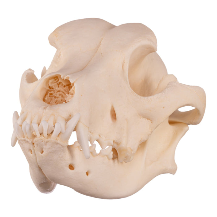 Real Domestic Dog Skull - Underbite