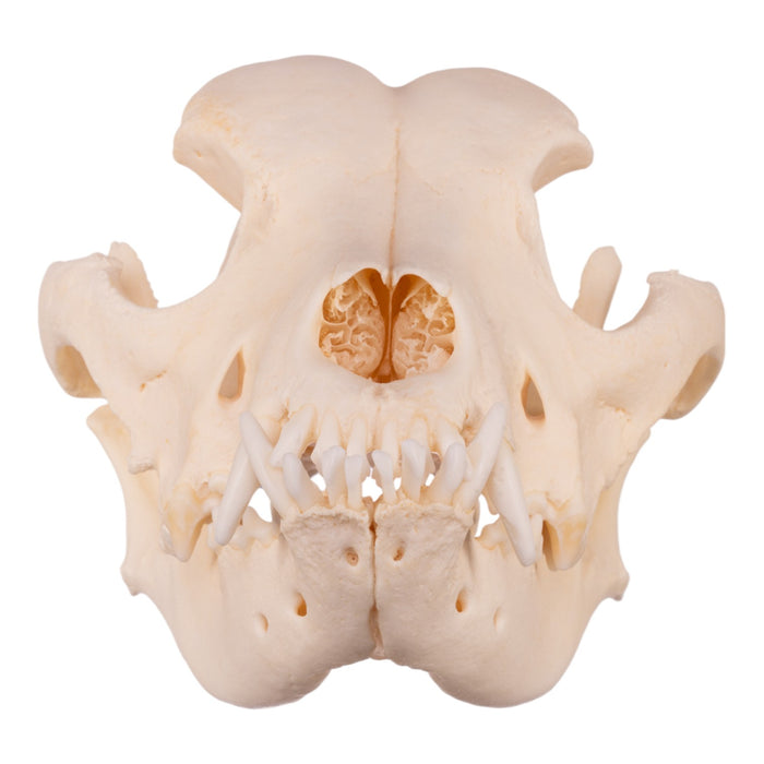 Real Domestic Dog Skull - Underbite