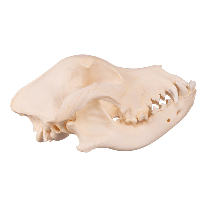 Real Domestic Dog Skull - Underbite