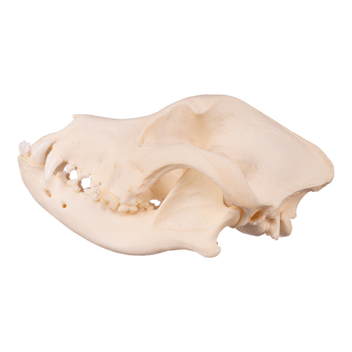 Real Domestic Dog Skull - Underbite