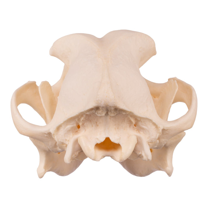 Real Domestic Dog Skull - Underbite