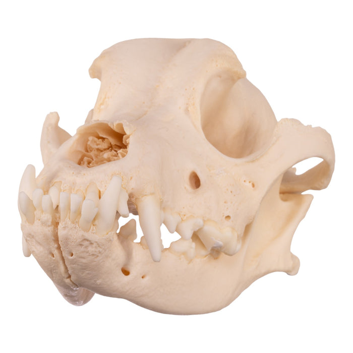 Real Domestic Dog Skull - Underbite