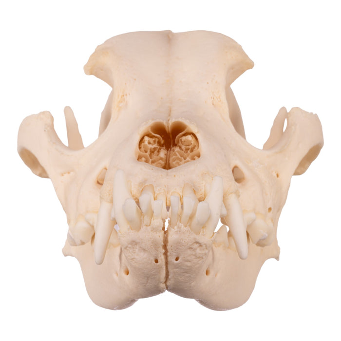 Real Domestic Dog Skull - Underbite