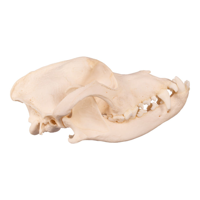 Real Domestic Dog Skull - Underbite