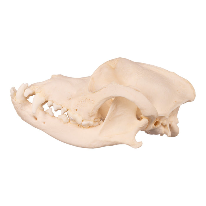 Real Domestic Dog Skull - Underbite