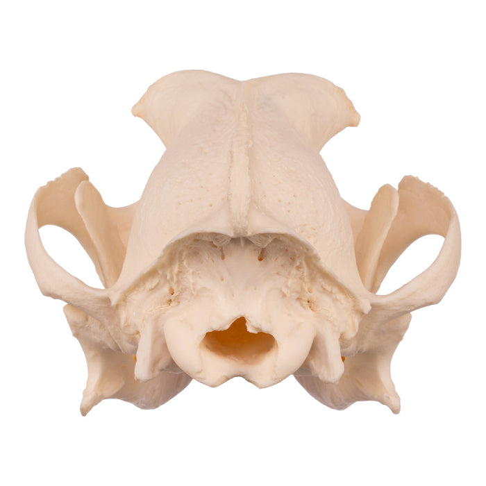 Real Domestic Dog Skull - Underbite