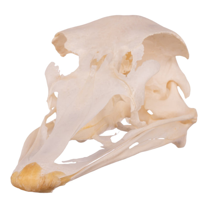 Real Ostrich Skull