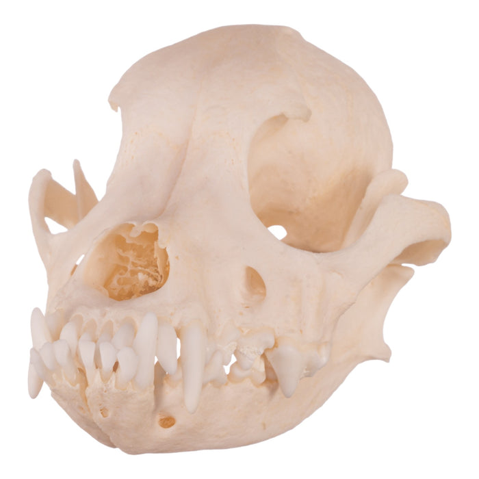 Real Domestic Dog Skull - Underbite