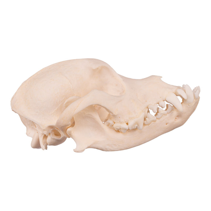 Real Domestic Dog Skull - Underbite