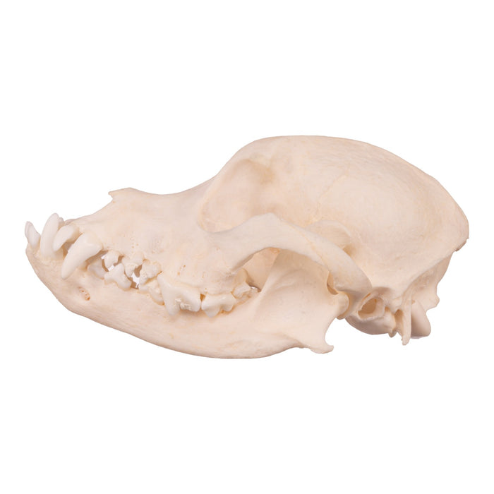 Real Domestic Dog Skull - Underbite