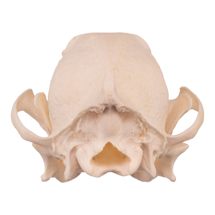 Real Domestic Dog Skull - Underbite