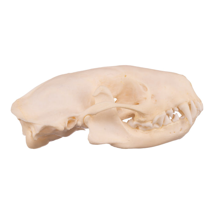 Real Striped Skunk Skull