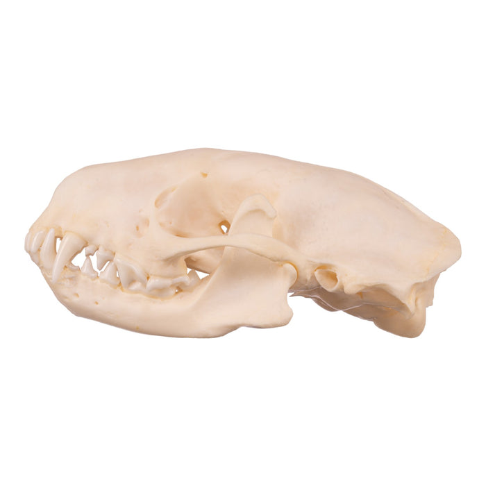 Real Striped Skunk Skull