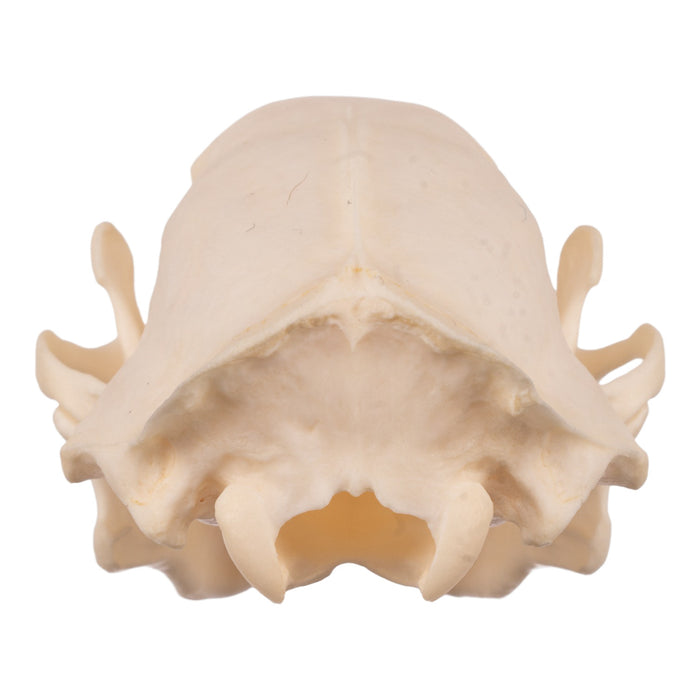 Real Striped Skunk Skull