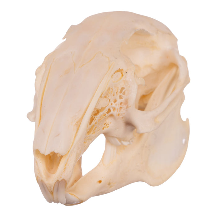 Real Cottontail Rabbit Skull