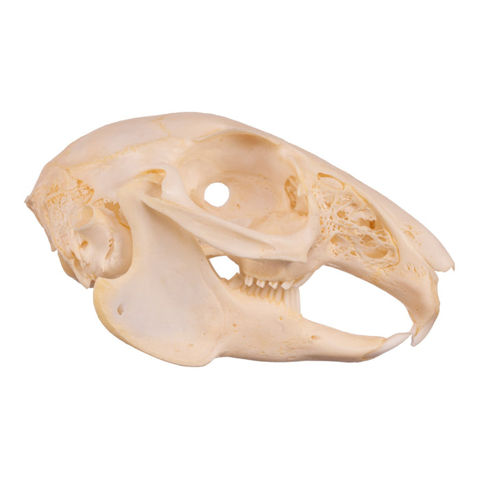 Real Cottontail Rabbit Skull