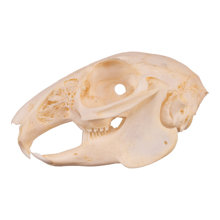 Real Cottontail Rabbit Skull