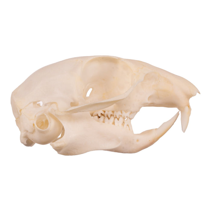 Real Ground Squirrel Skull