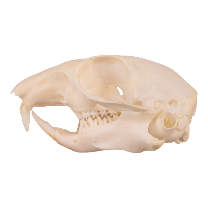 Real Ground Squirrel Skull