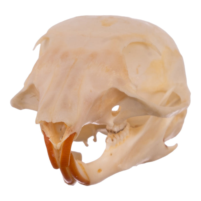 Real Chipmunk Skull