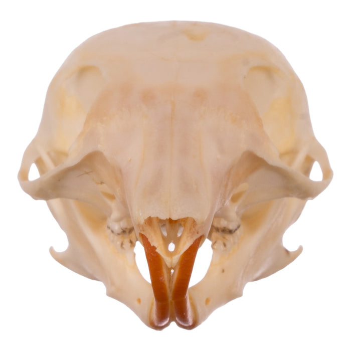 Real Chipmunk Skull