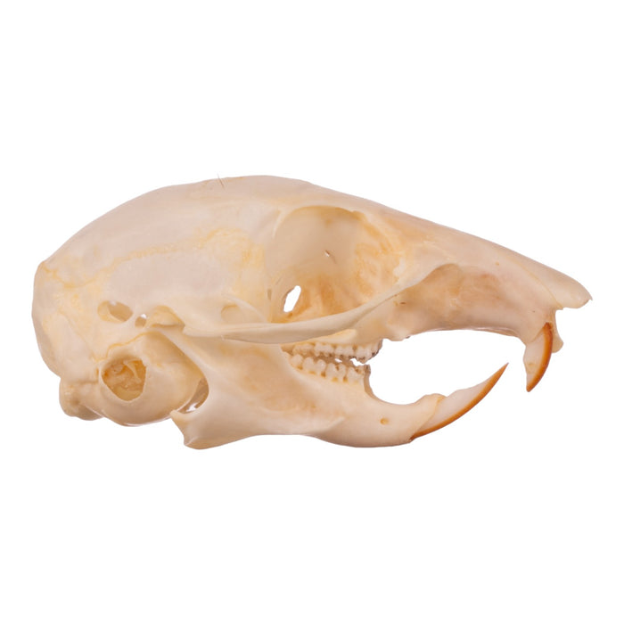 Real Chipmunk Skull