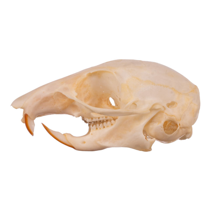 Real Chipmunk Skull