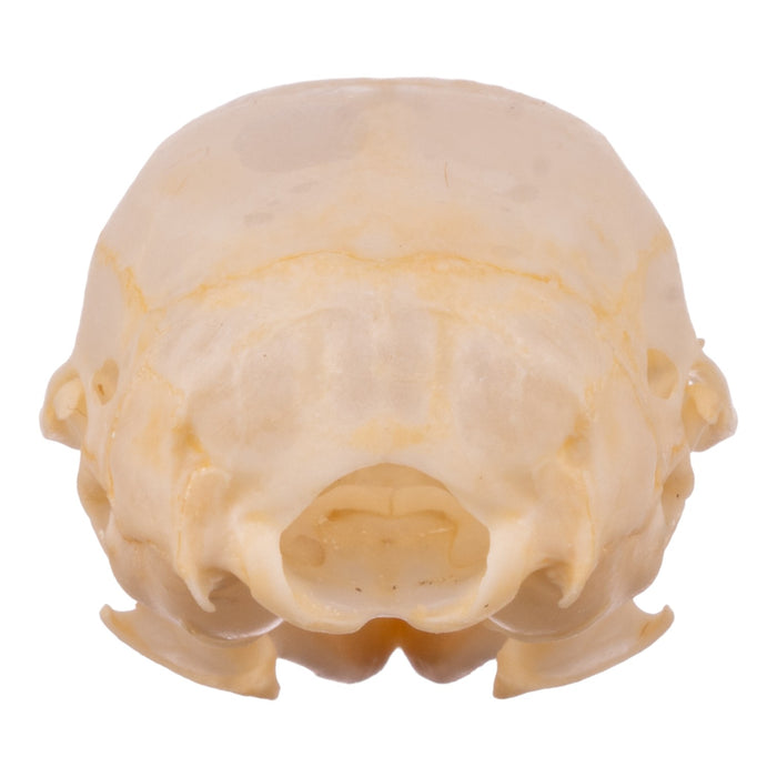 Real Chipmunk Skull