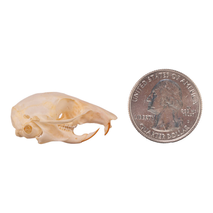 Real Chipmunk Skull